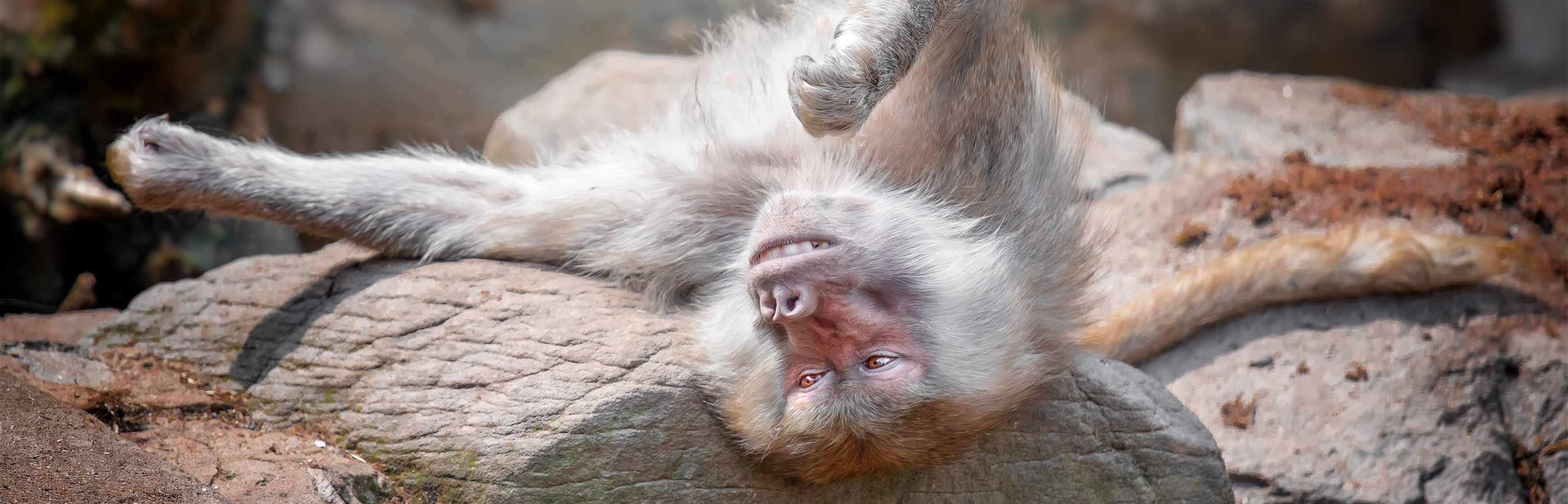 Zoomagazine Des Neunkircher Zoos Neunkircher Zoo