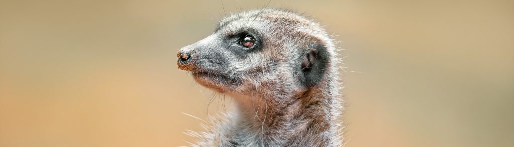 Zooverein Des Neunkircher Zoo Neunkircher Zoo