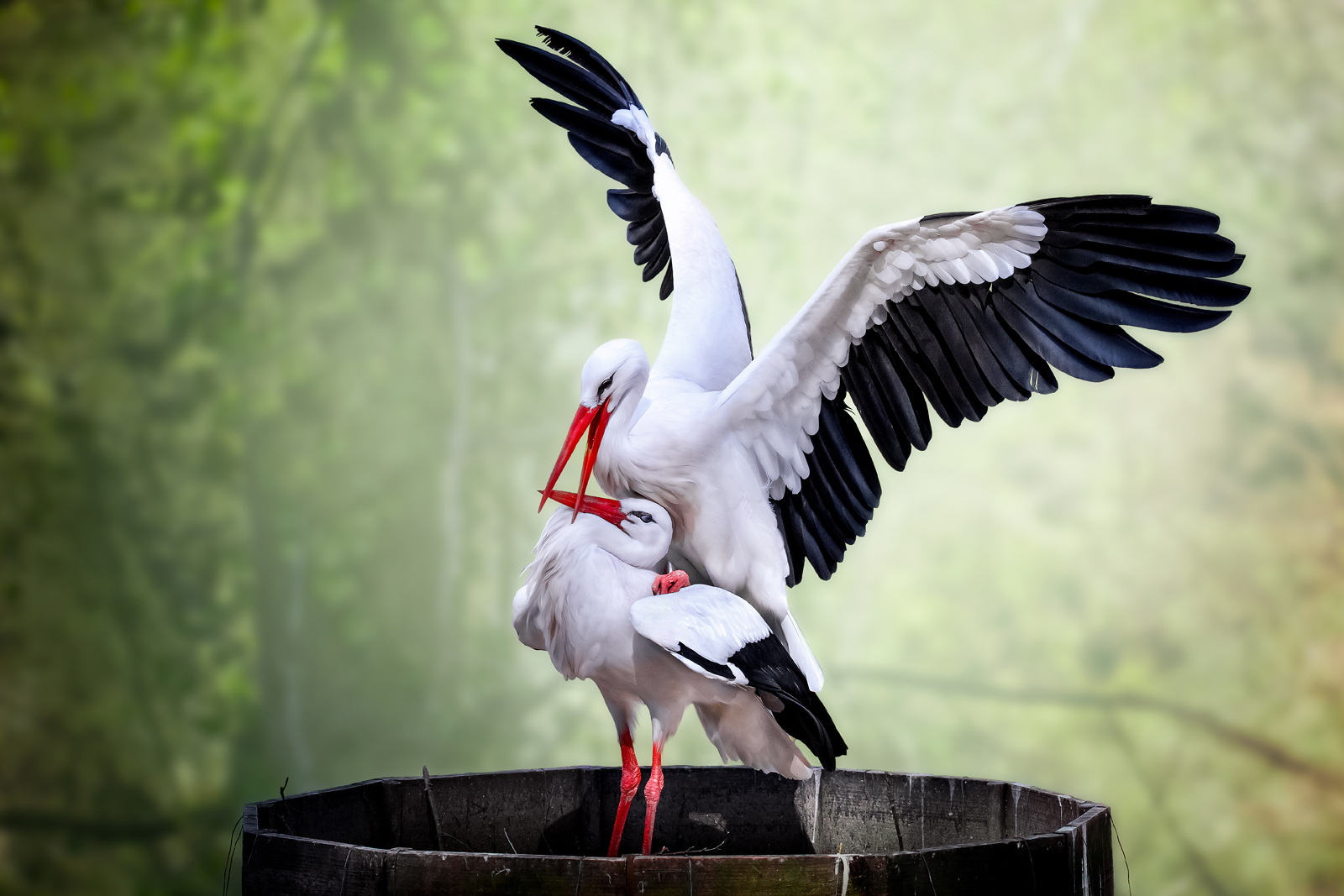 Zooverein Des Neunkircher Zoo Neunkircher Zoo