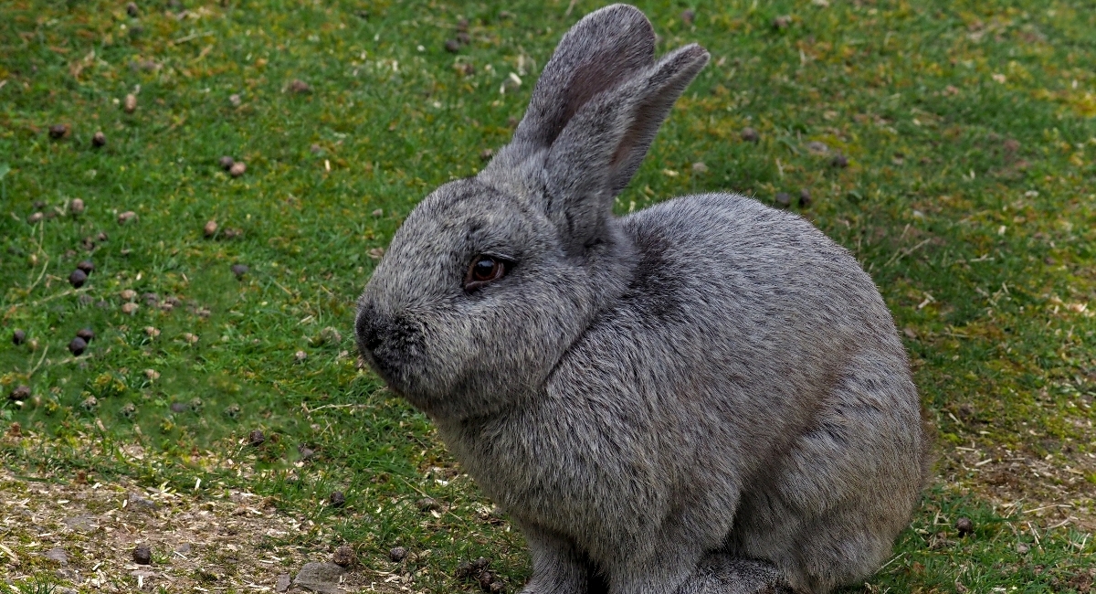 Nicht Nur Eier Und Hasen Zu Ostern Neunkircher Zoo