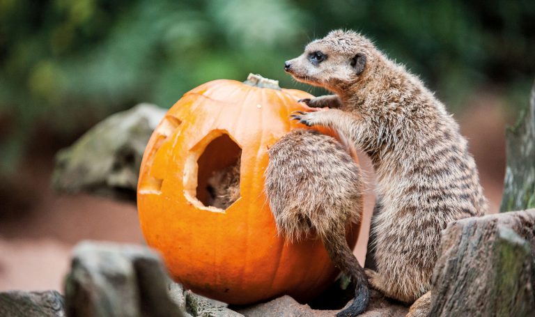 Read more about the article Halloweentage in der Zoofalknerei im Neunkircher Zoo