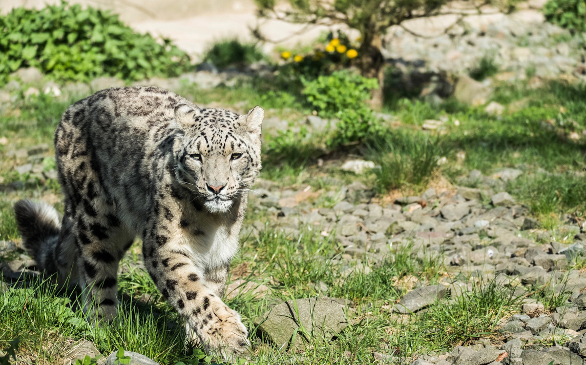 Veranstaltungen Neunkircher Zoo