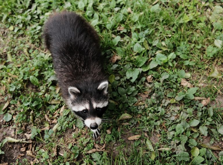 Anfahrt Neunkircher Zoo