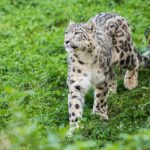NABU-Ausstellung: Expedition Schneeleo im Neunkircher Zoo