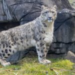 Der Neue im Neunkircher Zoo: Schneeleopard Olaf