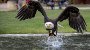 Weißkopfseeadler Neunkircher Zoo Falknerei (c) Heribert Brendel