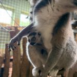 Überraschender Nachwuchs im Neunkircher Zoo