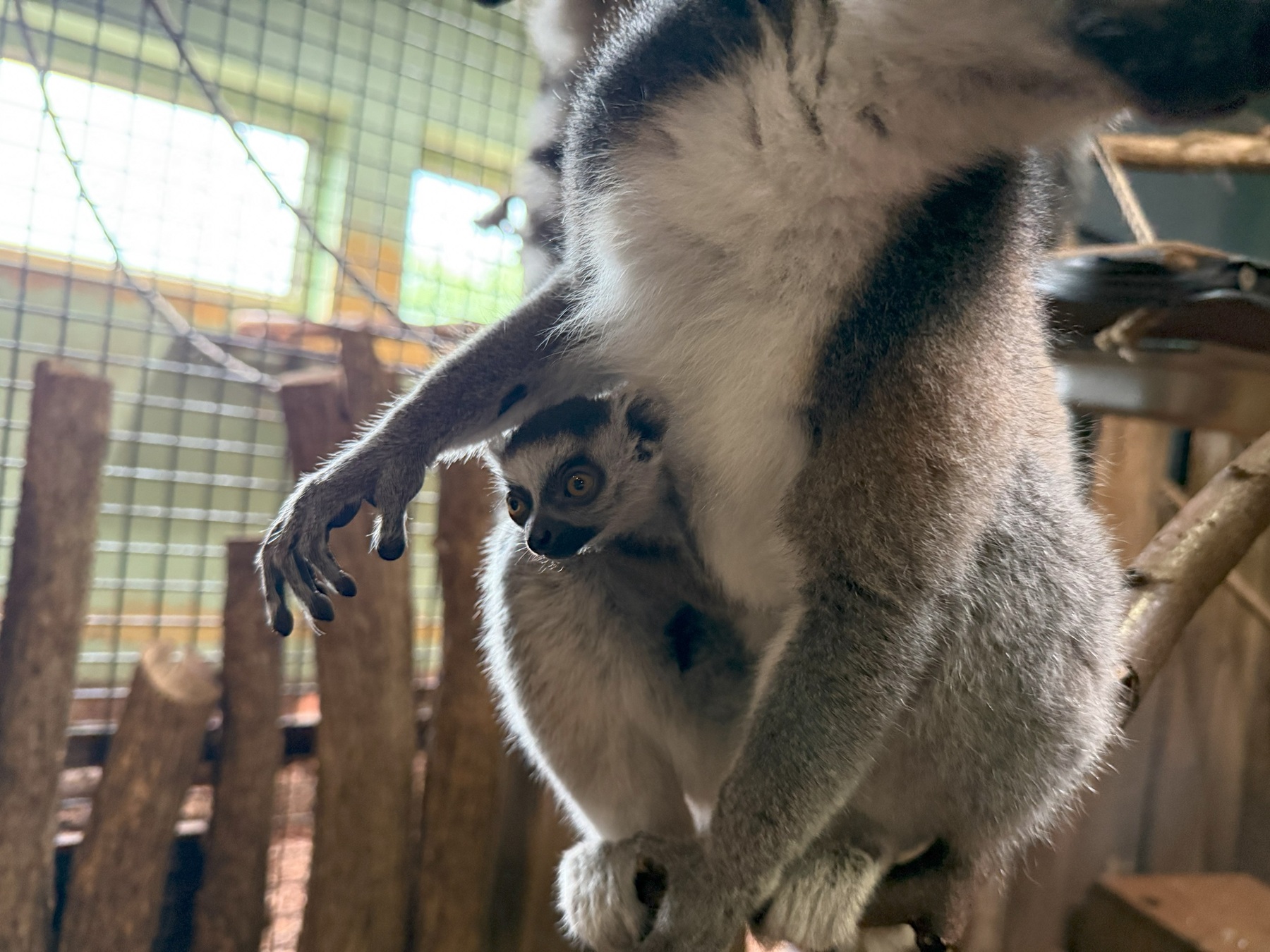 Du betrachtest gerade Überraschender Nachwuchs im Neunkircher Zoo