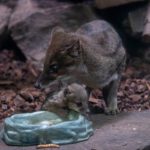 Tolle Zuchterfolge im Neunkircher Zoo
