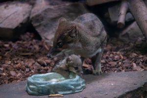 Fanaloka mit Jungtier