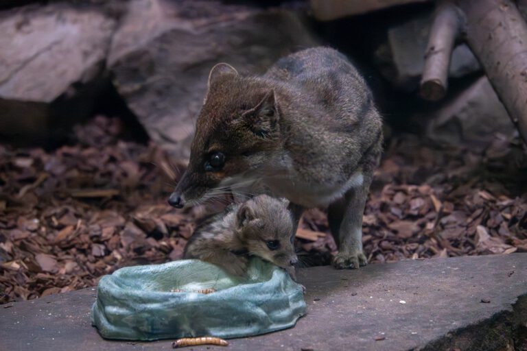 Mehr über den Artikel erfahren Tolle Zuchterfolge im Neunkircher Zoo