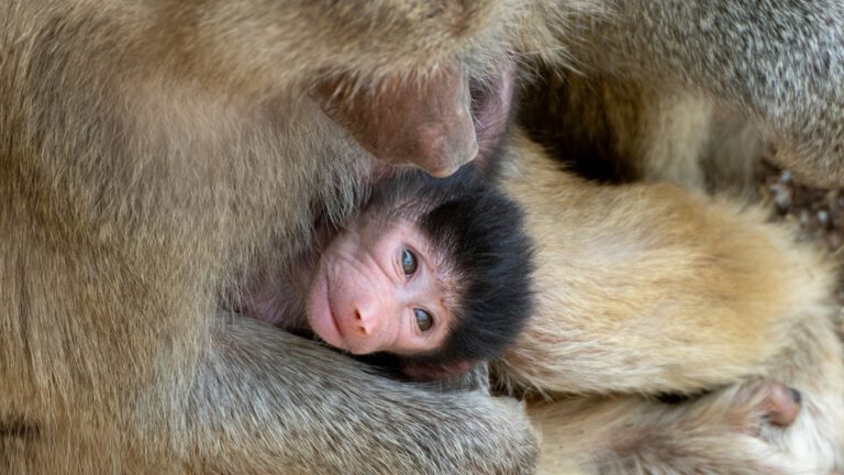 Mehr über den Artikel erfahren Tagung VZT Süd und TVT Treffen
