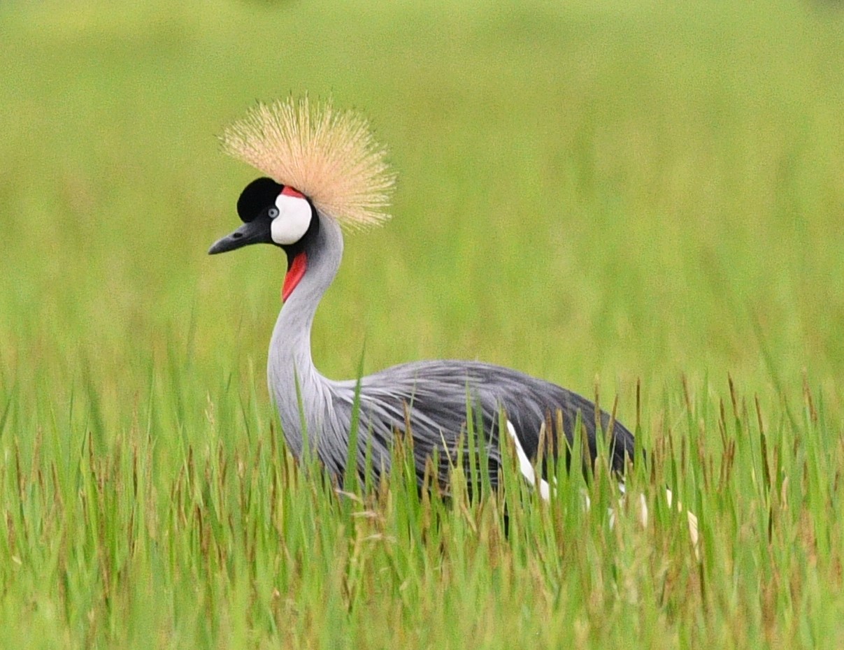 Du betrachtest gerade Zootier des Jahres 2026