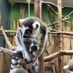 Ostern im Neunkircher Zoo