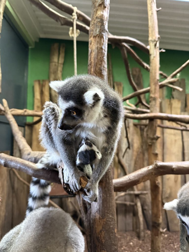 Mehr über den Artikel erfahren Ostern im Neunkircher Zoo