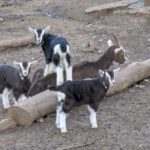 Ostern naht – die ersten Lämmchen sind schon da