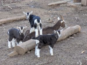 Jungtiere bei den Thüringer Waldziegen