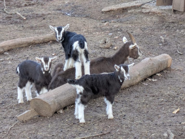 Mehr über den Artikel erfahren Ostern naht – die ersten Lämmchen sind schon da