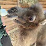 Trampeltierjungtier im Neunkircher Zoo geboren