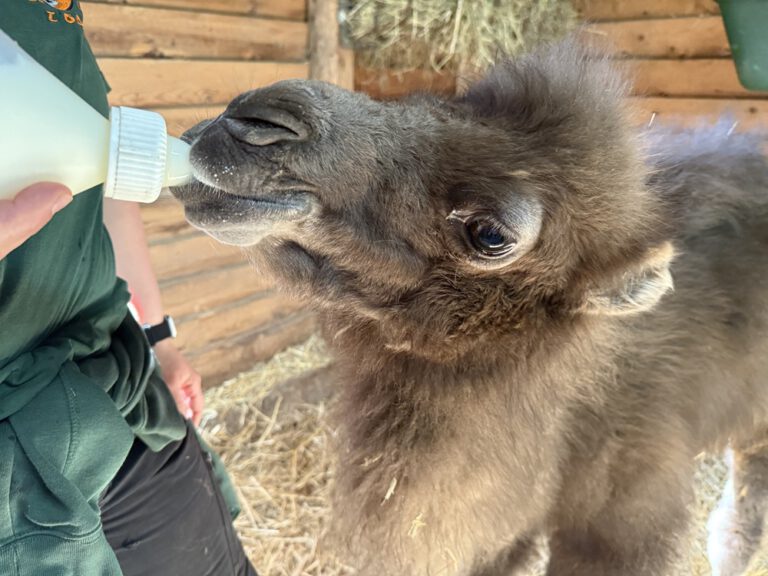 Mehr über den Artikel erfahren Trampeltierjungtier im Neunkircher Zoo geboren