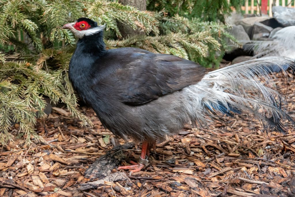 Brauner Ohrfasan