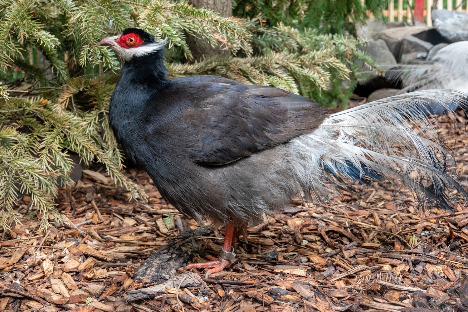 Brauner Ohrfasan