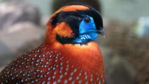 Temmincktragopan