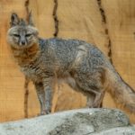 Neunkircher Zoo erweitert Tierbestand um seltenes Graufuchs-Pärchen