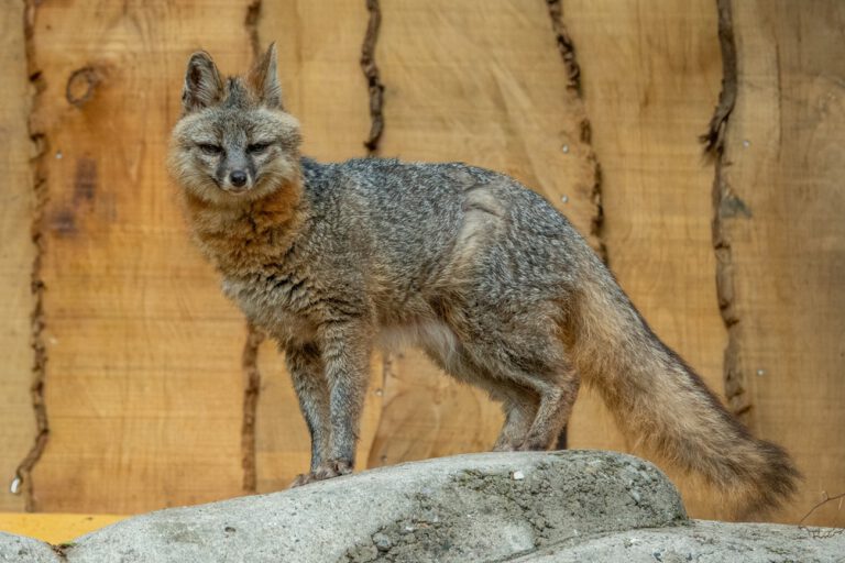 Mehr über den Artikel erfahren Neunkircher Zoo erweitert Tierbestand um seltenes Graufuchs-Pärchen
