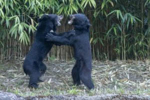Kragenbären im Neunkircher Zoo
