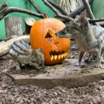 Boo at the Zoo 2026