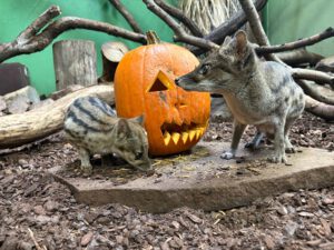 Das Bild zeigt die Fanalokas im Neunkircher Zoo mit einem Kürbis